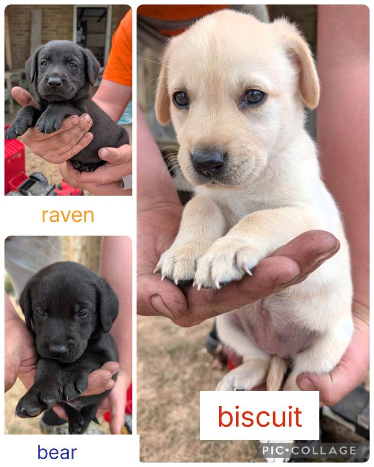 Labrador puppies