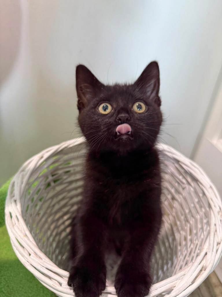 [URGENT] Black Kitten, Fully Vaccinated