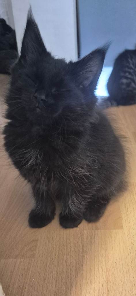 3 Gorgeous Mainecoon kittens 