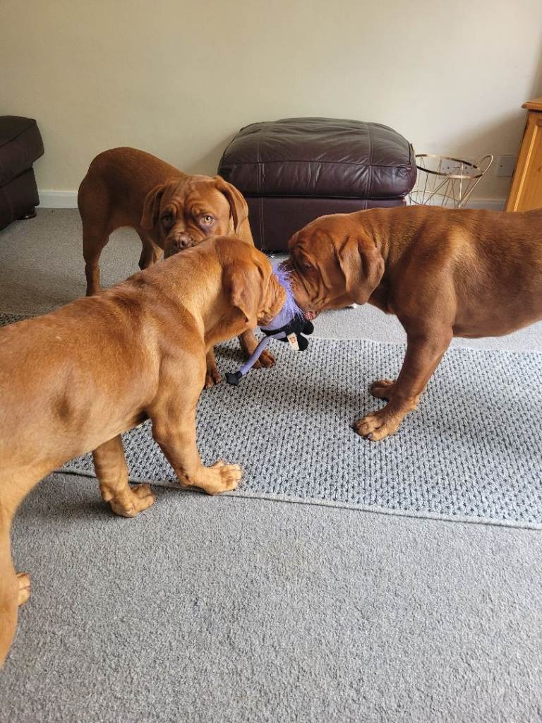 Dogue De Bordeaux ( French Mastiff)