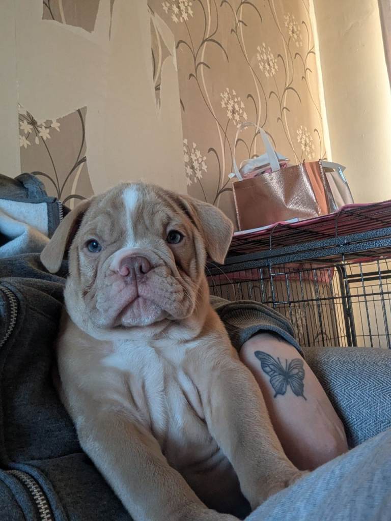 STUNNING OLD TYME ENGLISH BULLDOG PUPPIES 