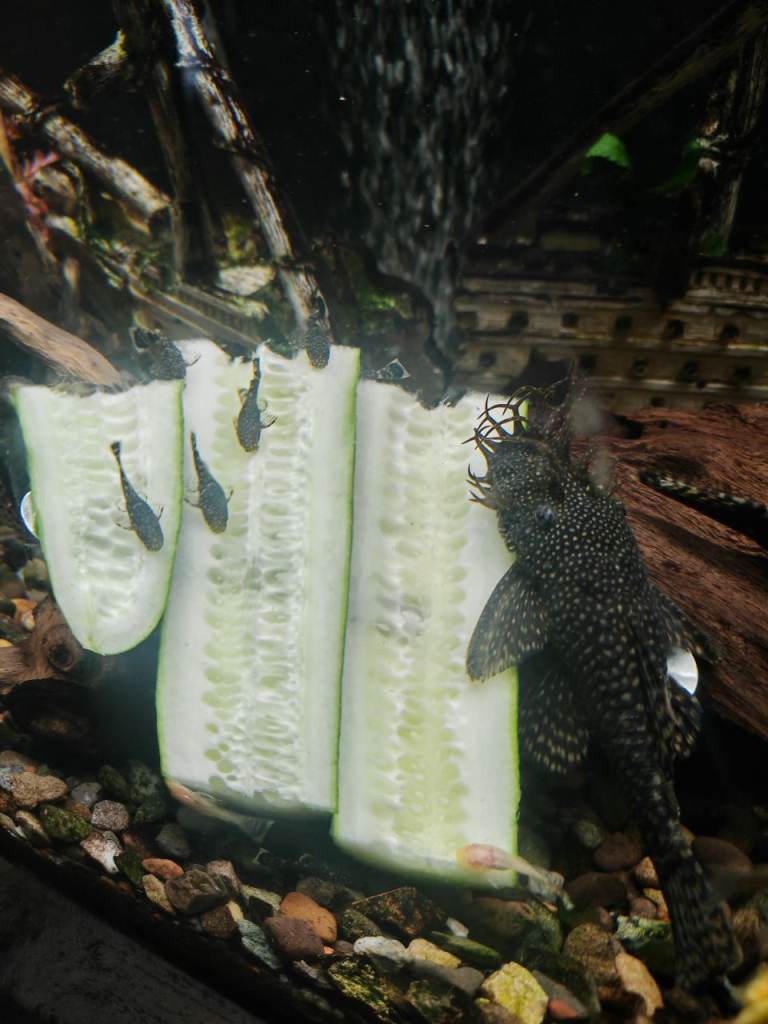 Bristlenose pleco fish fry 1 month old 