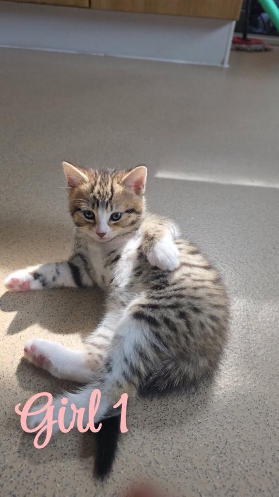 5 Kittens Looking for a New Home
