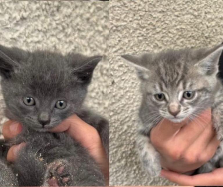 Kittens 