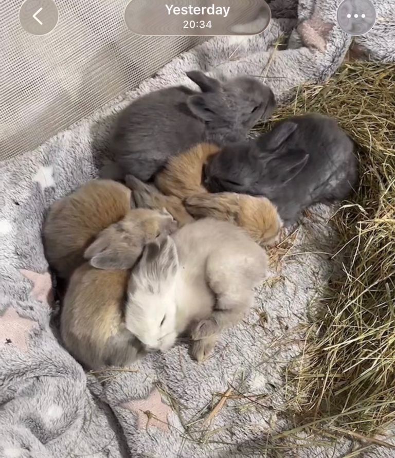 Adorable Lionhead Bunnies