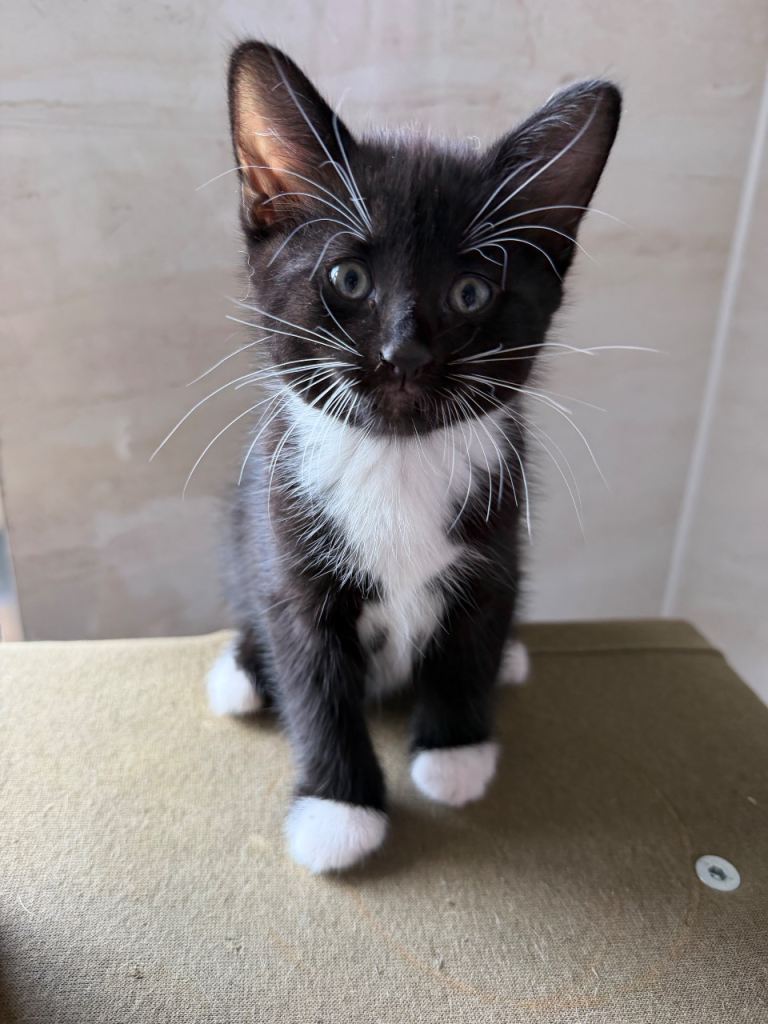 Adorable kittens 