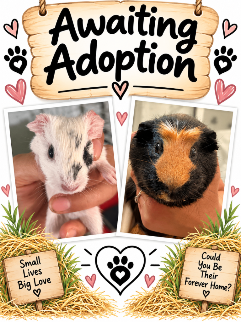 pairs of Boars (male) guinea pigs X2