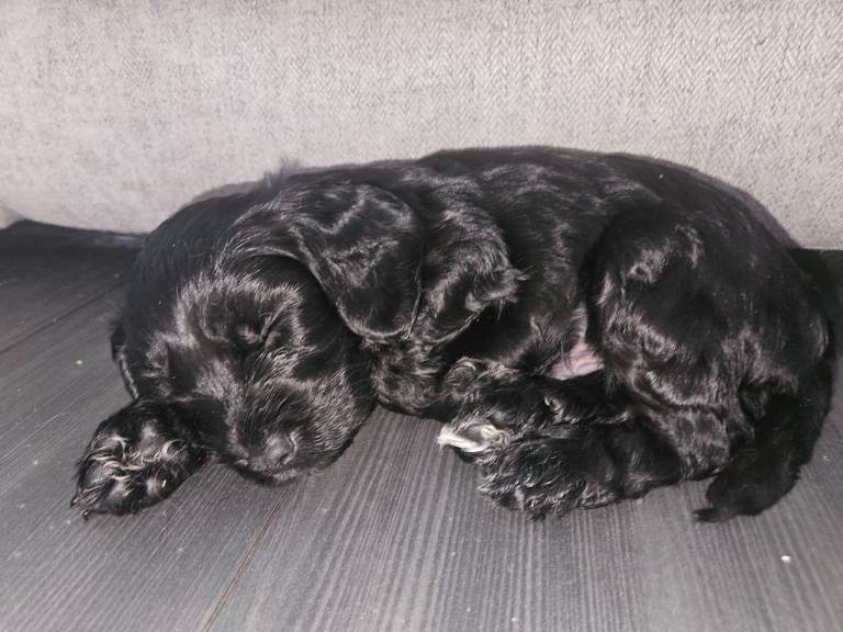 Meet your new best friend, 2 goegeous cockerpoo pups remaining