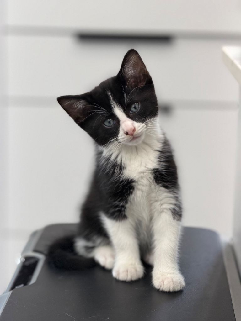 Boy kitten 
