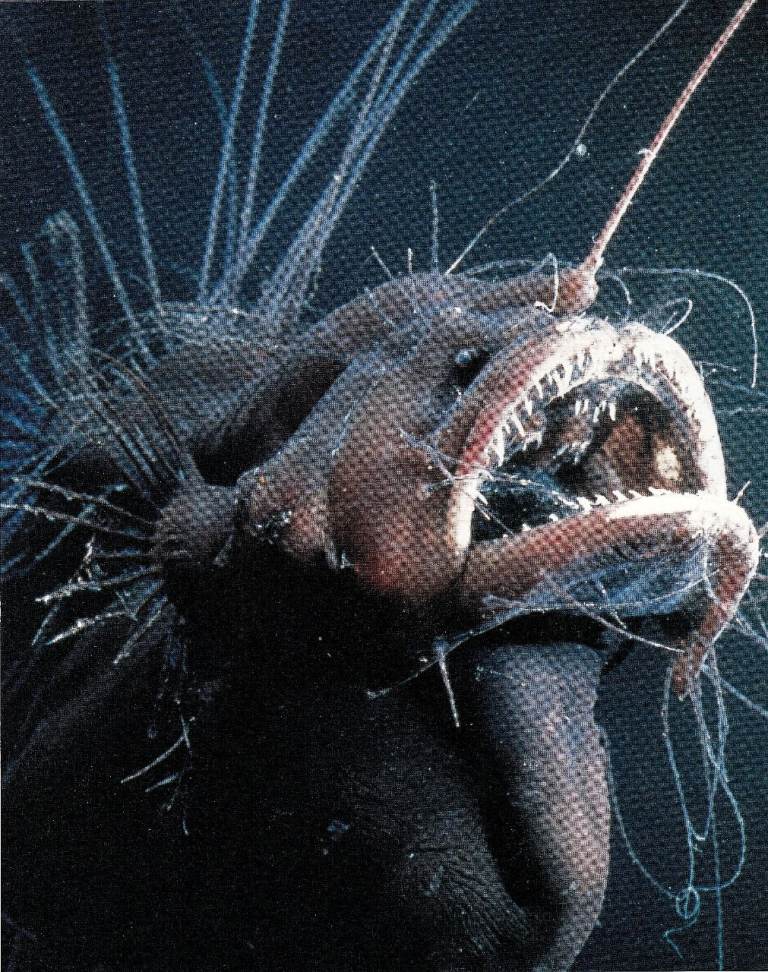 18 Framed original Book Print of AN ANGLER FISH