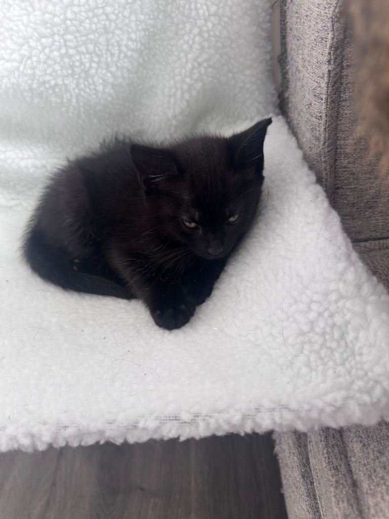 9 week old kitten needs homed for sale 
