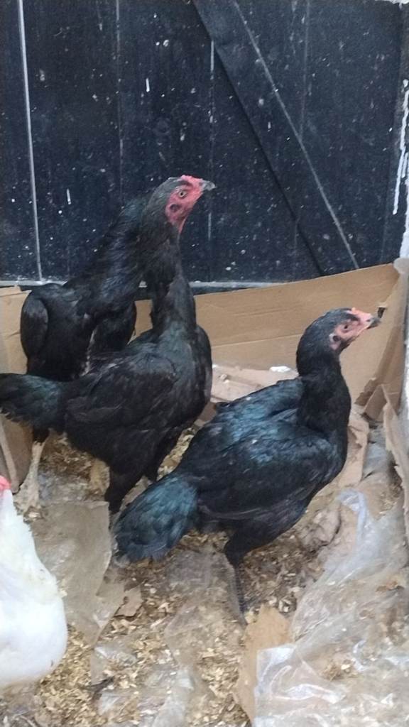  samo chicken breed 