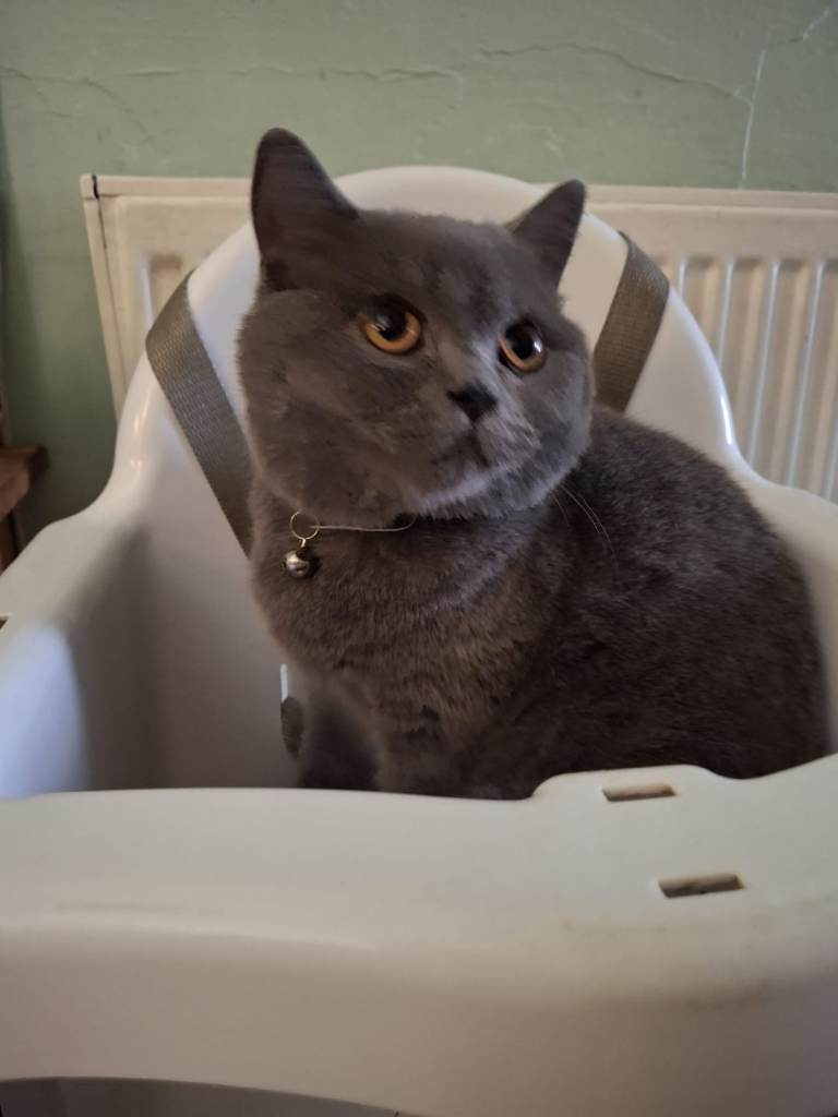 Female british shorthair cat