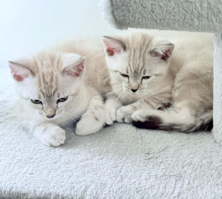 Snow\Leopard Bengal Kittens ready 15 May