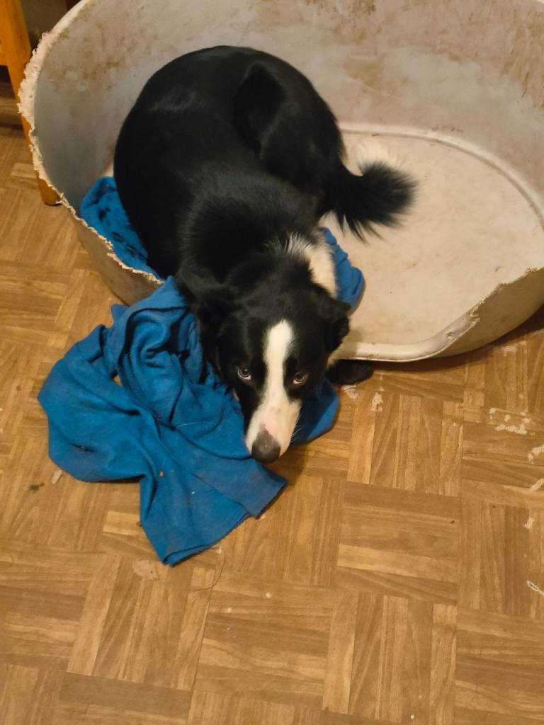 Border collie for sale