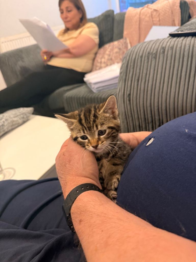 4 kittens 8 weeks old 