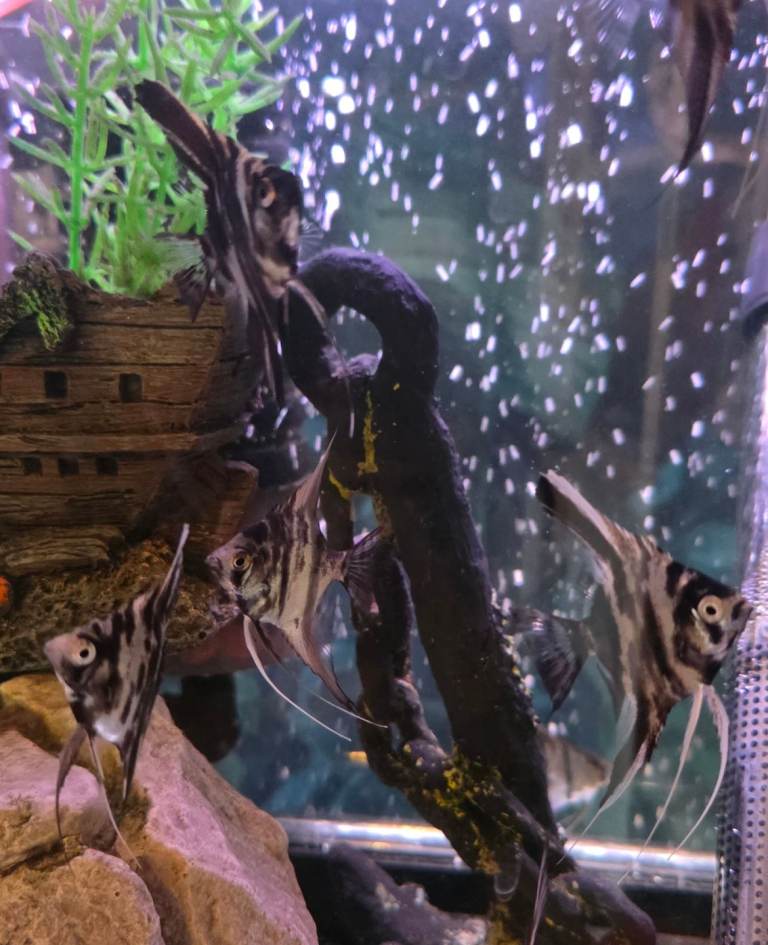 Juvenile Marble Angelfish