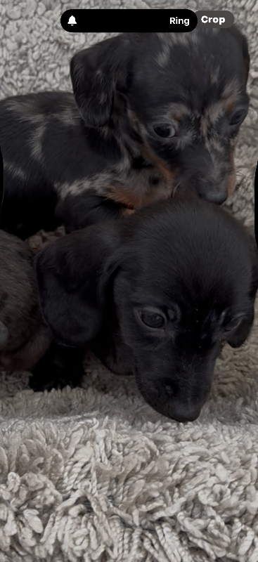 Dachshund puppies 