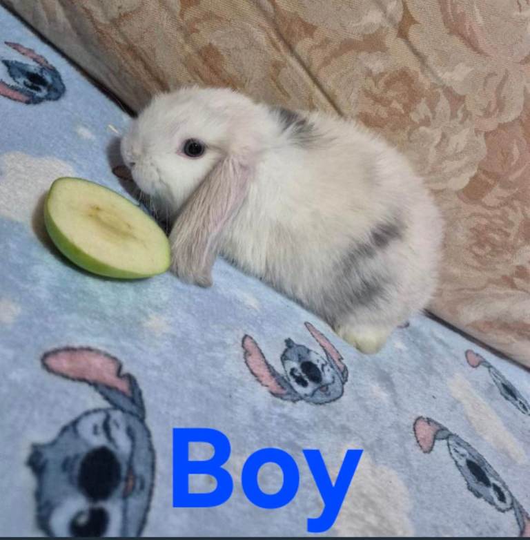 Mini lops 