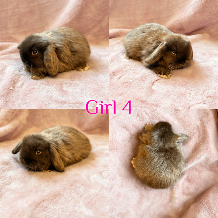 Baby Mini Lops Ready 08/08