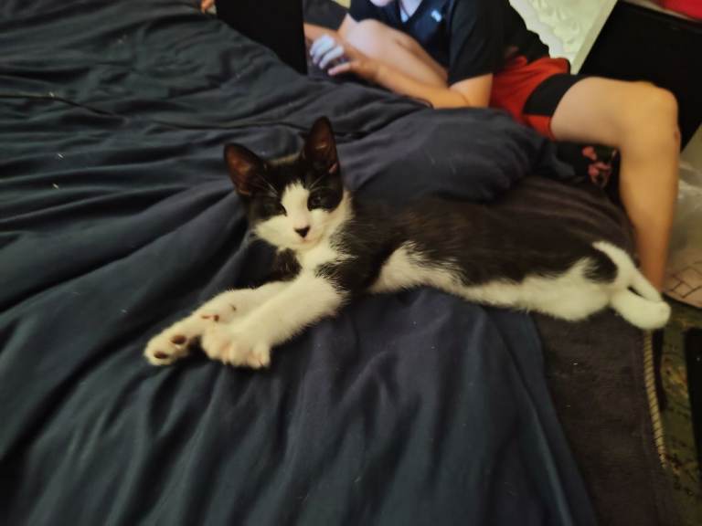 Male kitten