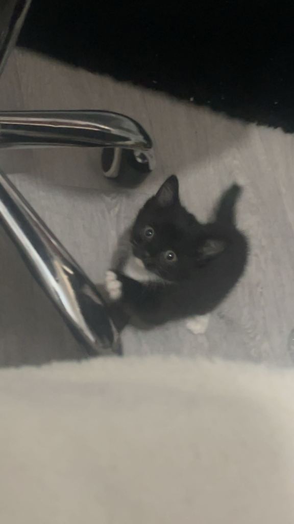 Kitten