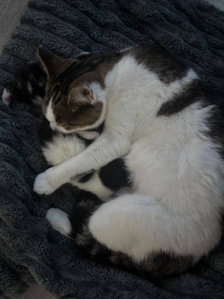  2 beautiful kittens 
