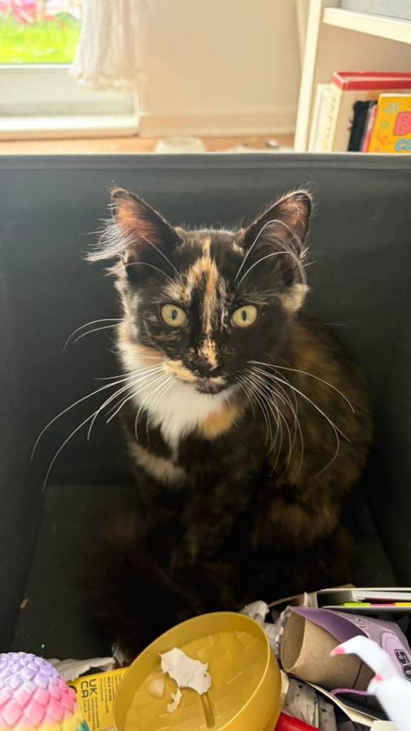 Calico x tuxedo kitten for sale 🧡🤍🖤