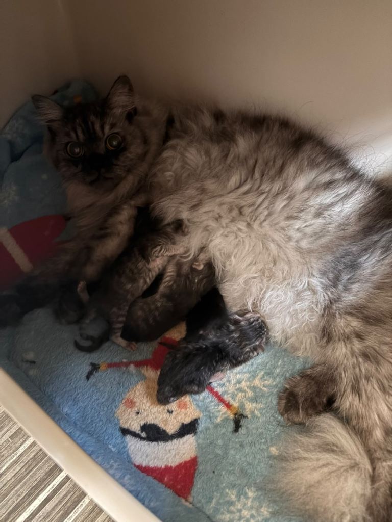 Persian x ragdoll