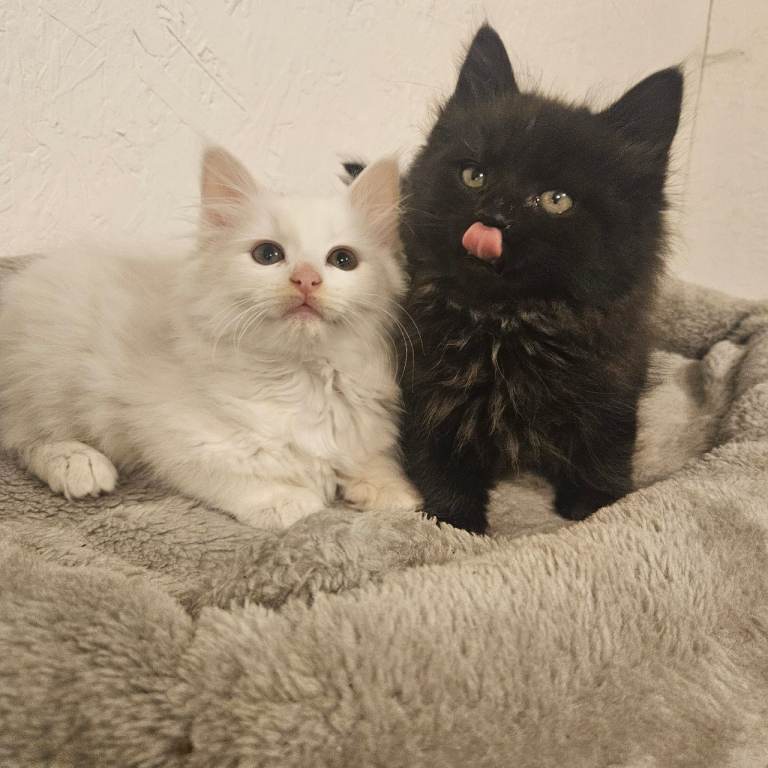 Adorable Kittens Ready for Loving Homes 🐾
