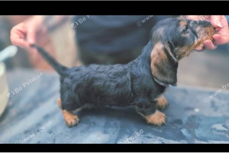 Dachshund puppies