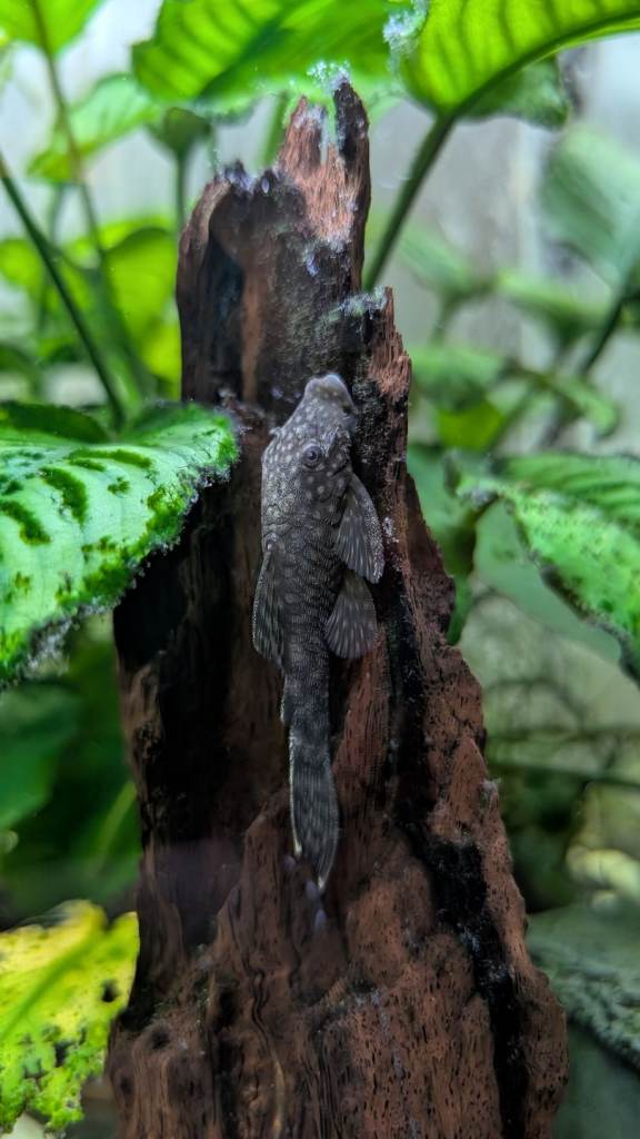 Bristlenose Plecos 