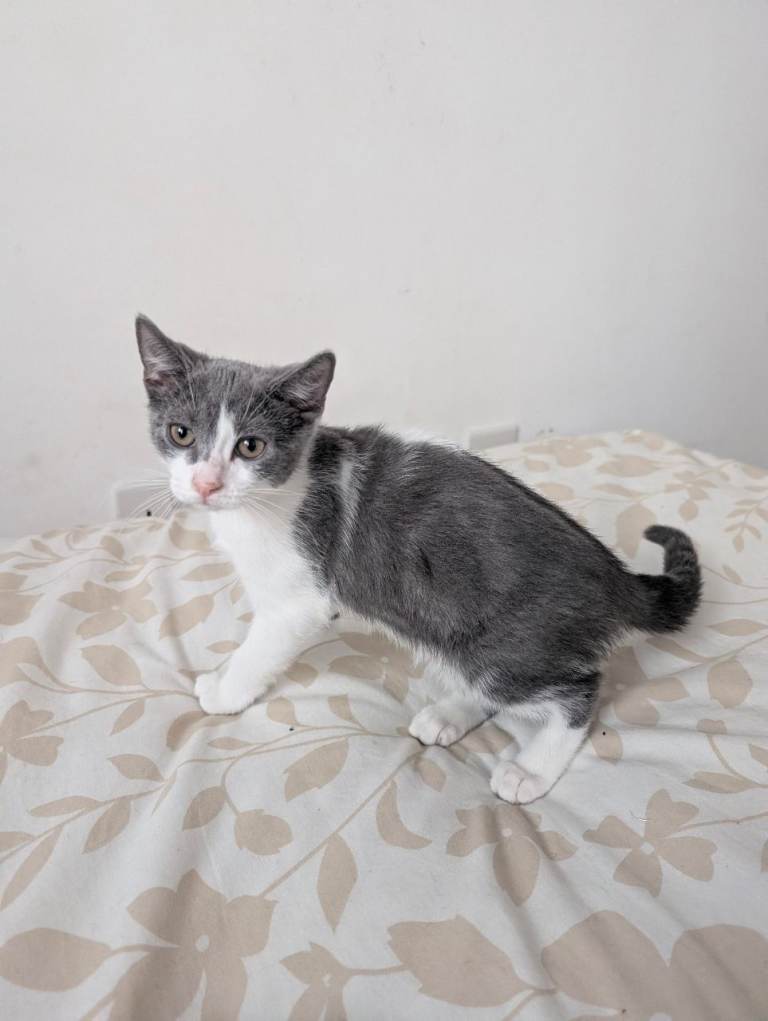 Grey kittens 