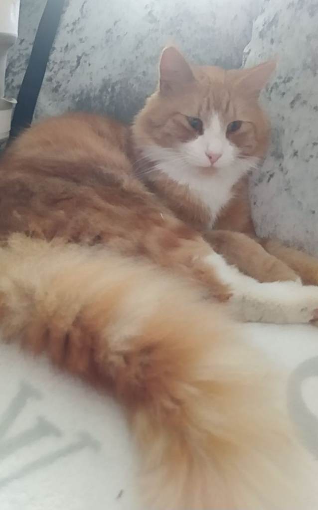 I have 3 cats that need rehoming 