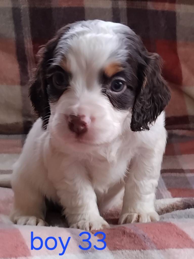 Cocker spaniels 