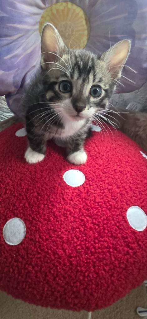 🐾 Beautiful Bengal Kittens – Now Available for Reservation 😺