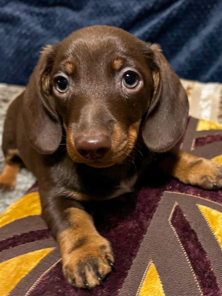 Miniature Dachshund Puppies
