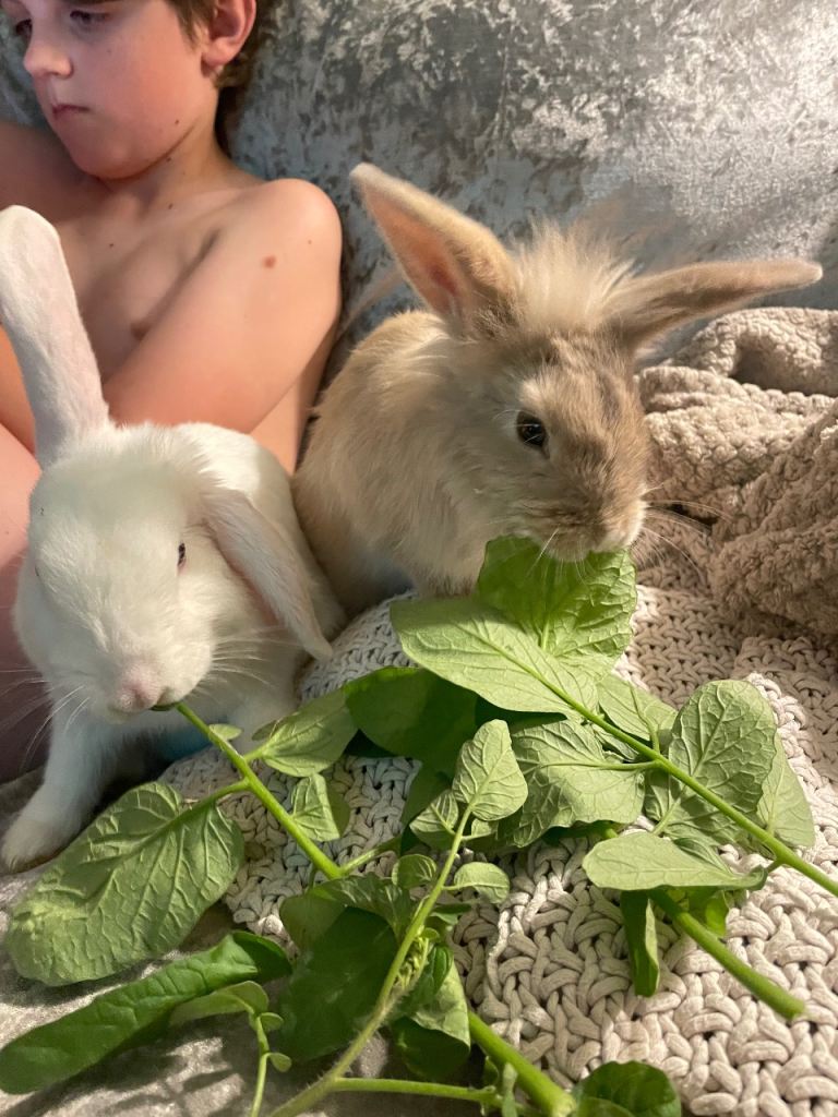 Rabbits 