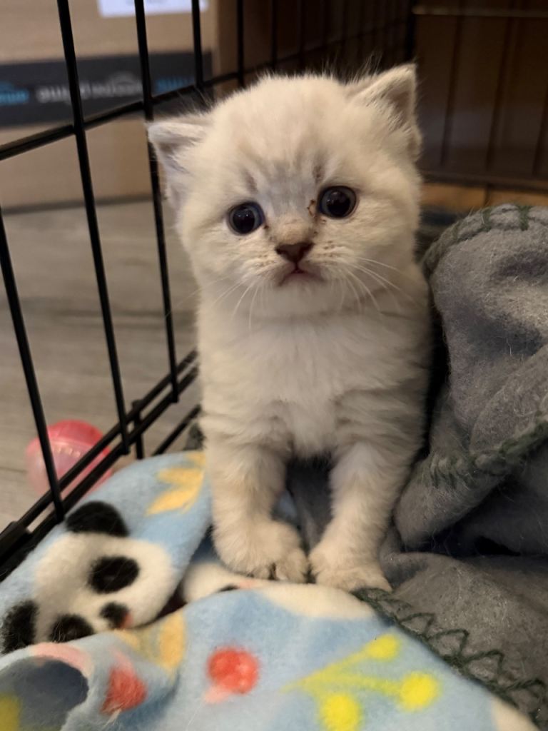 Beautiful chunky kittens 