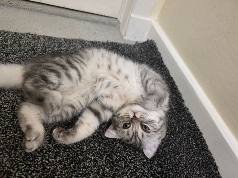 British short hair mix ragdoll