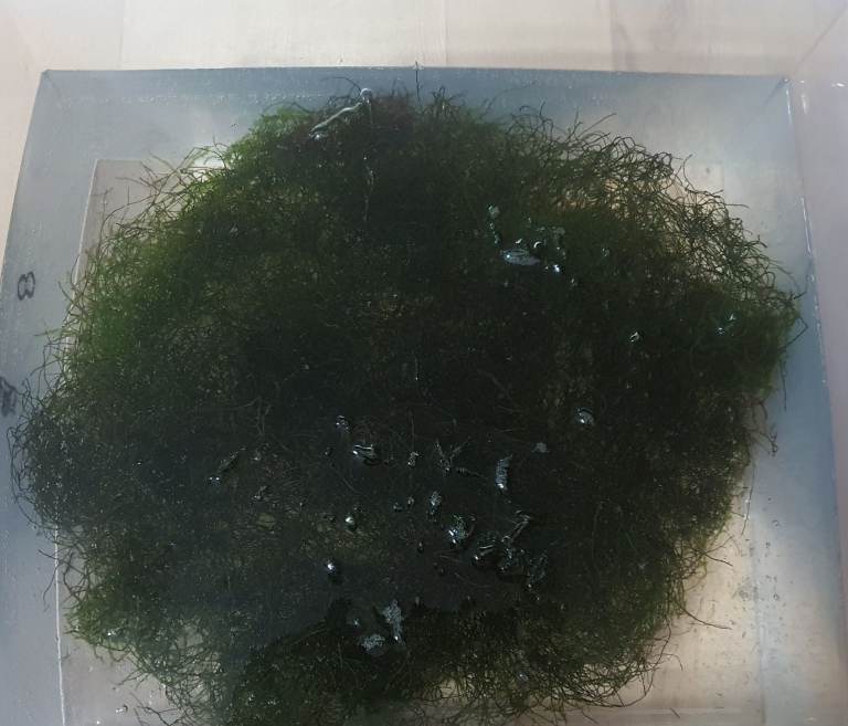 Aquarium MOSS , a full 80 cm long tank of MOSS 