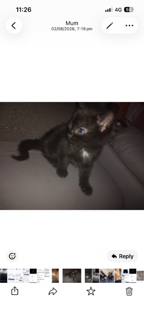 3 Beautiful Kittens for Sale 1 FEMALE LEFT