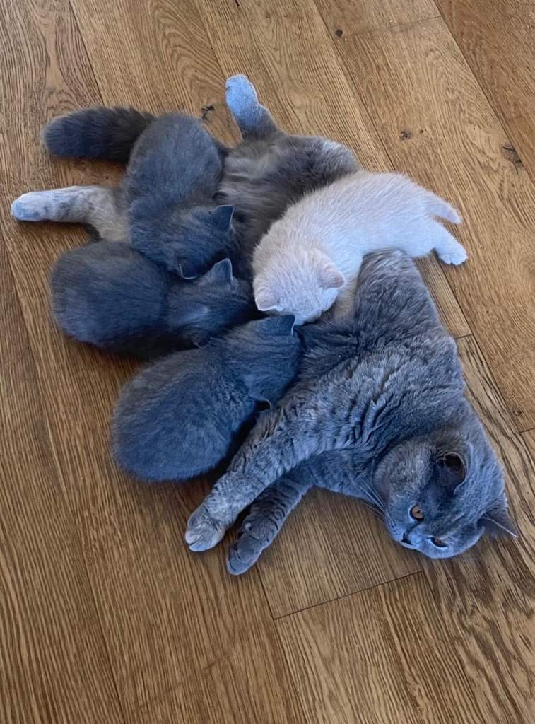 British shorthair kittens 5th generation 