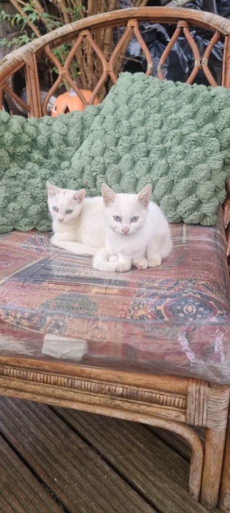 white cats for sale