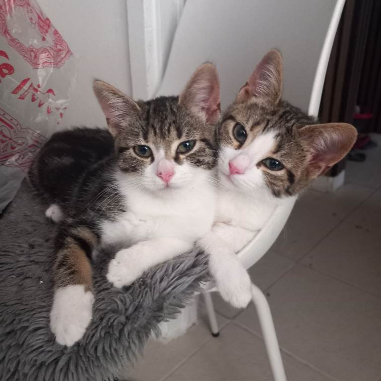 Lovely kittens