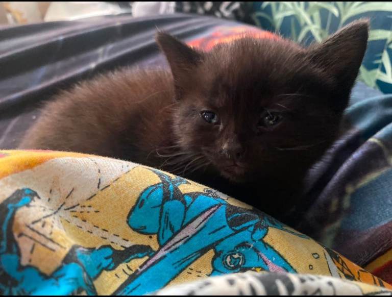Gorgeous fluffy kittens❤️ **ready now** 2 boys & 2 girls❤️