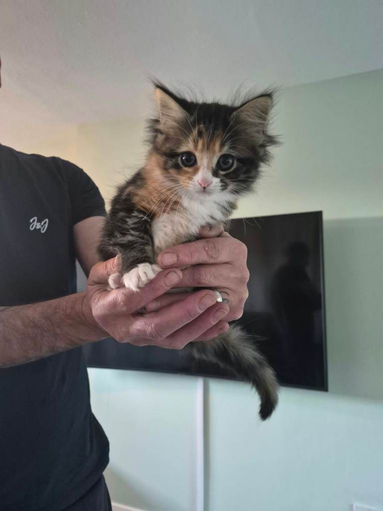   kittens