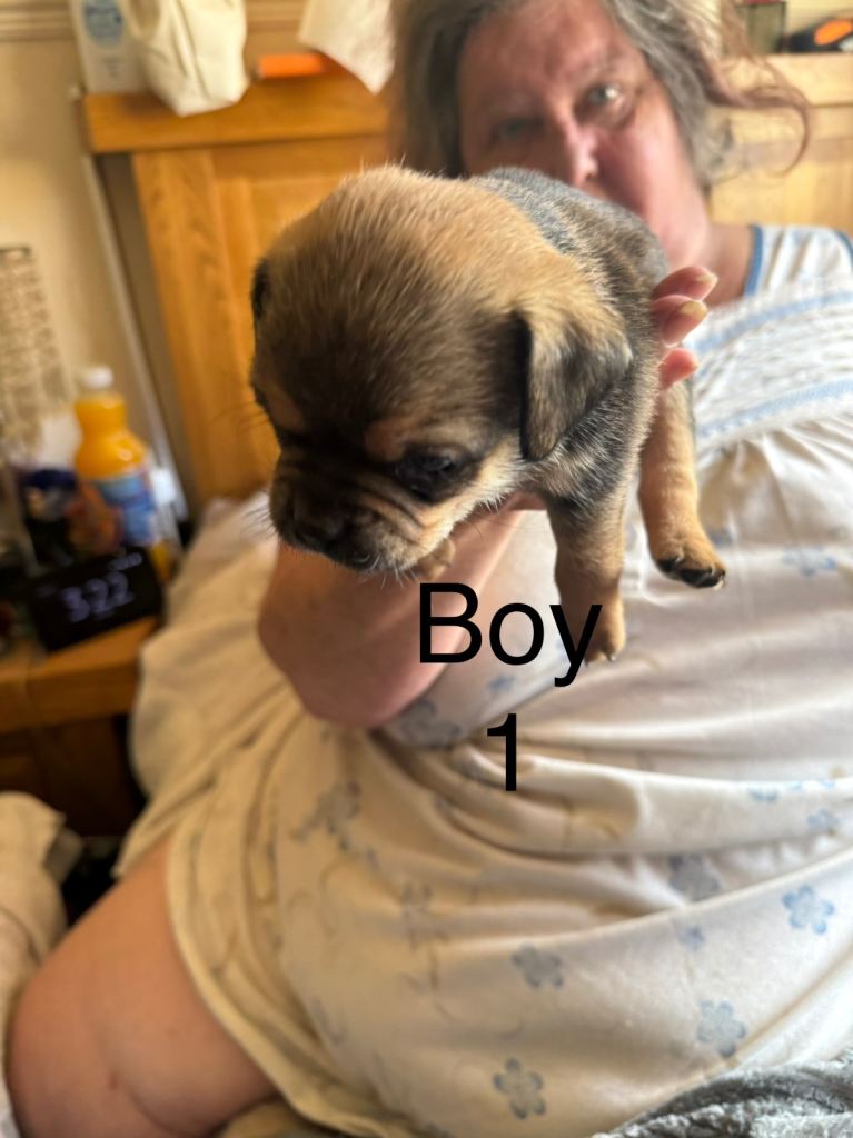 Puppies for sale
