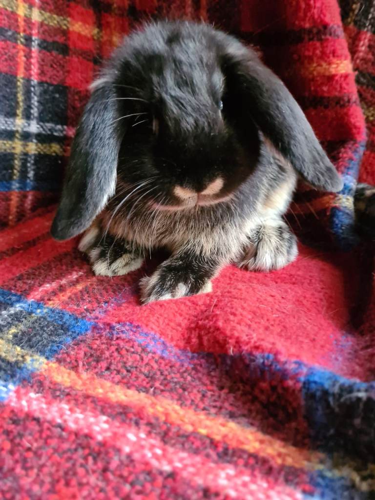 Mini lop #Netherland dwarfs 