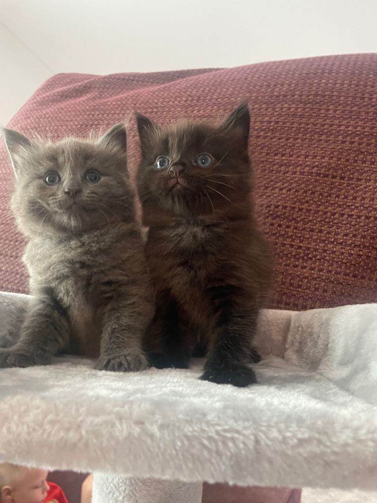 2 Female British Longhair kittens